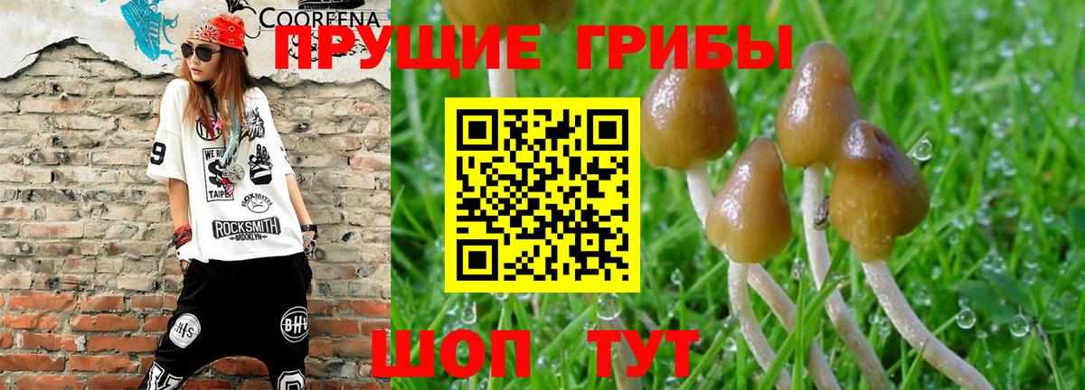 Галлюциногенные грибы Psilocybe Тольятти